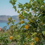 Mandalina, Cukurbag Peninsula-kas ヴィラ カシュ