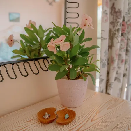 فيلة Mandalina كاس